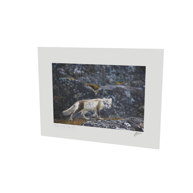 Arctic Fox Cub IV, Svalbard