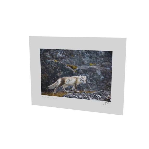 Arctic Fox Cub IV, Svalbard