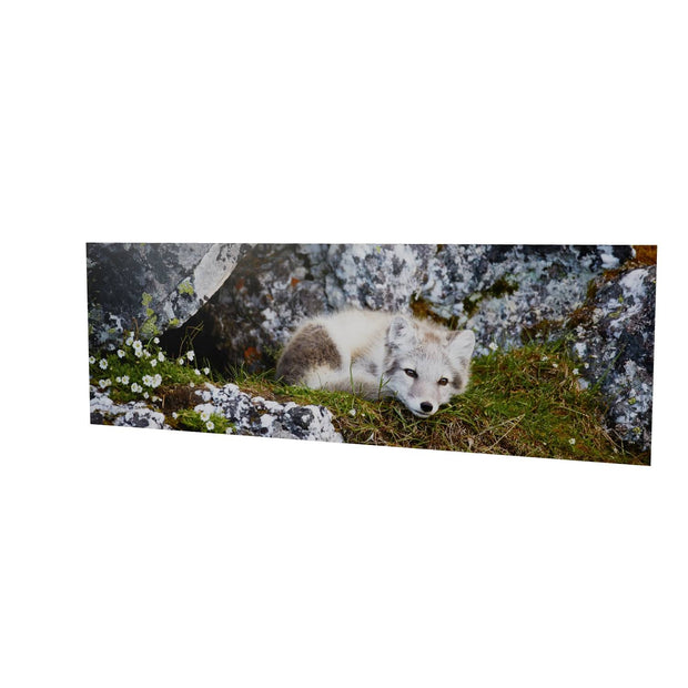 Arctic Fox Cub V, Svalbard
