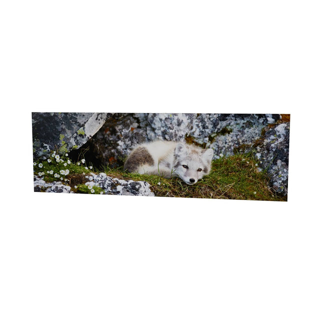 Arctic Fox Cub V, Svalbard