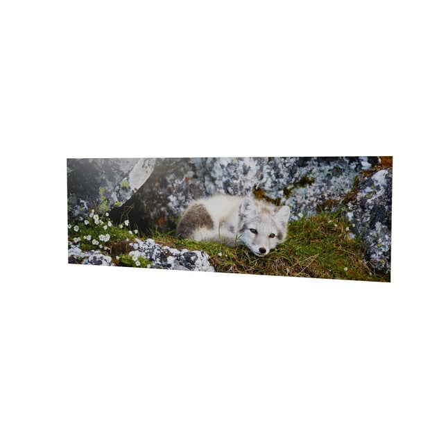 Arctic Fox Cub V, Svalbard