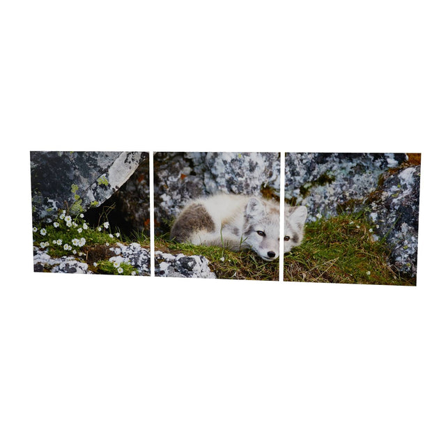 Arctic Fox Cub V, Svalbard