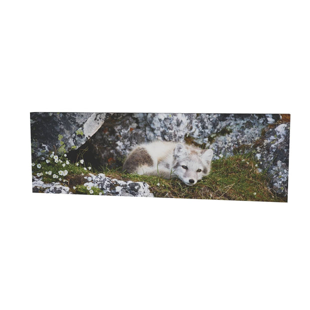 Arctic Fox Cub V, Svalbard