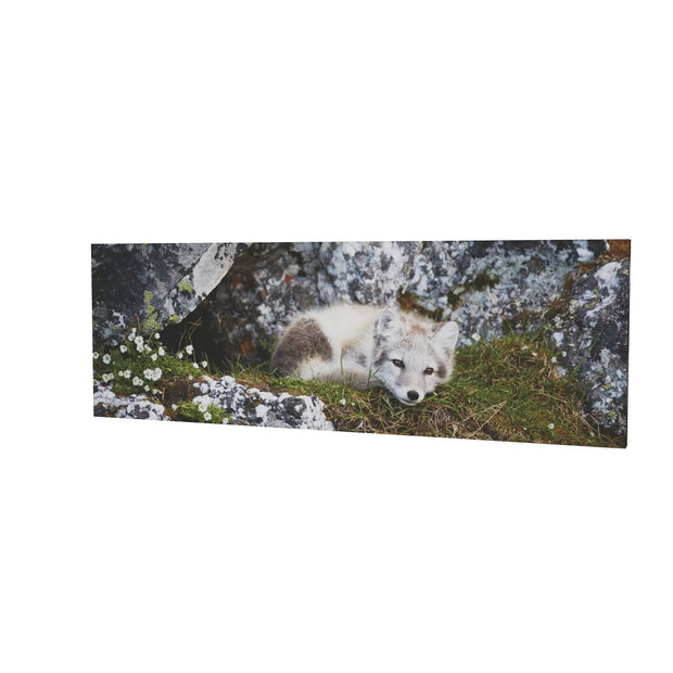 Arctic Fox Cub V, Svalbard
