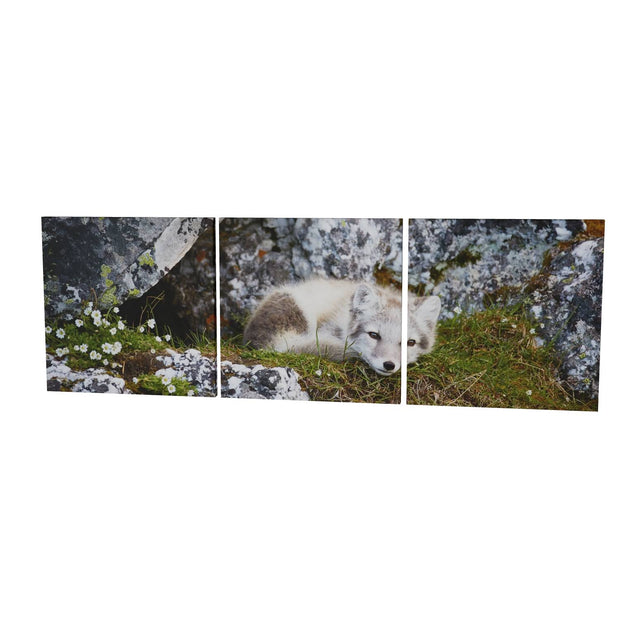 Arctic Fox Cub V, Svalbard