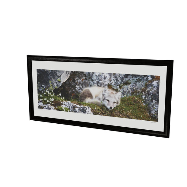 Arctic Fox Cub V, Svalbard