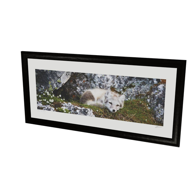 Arctic Fox Cub V, Svalbard