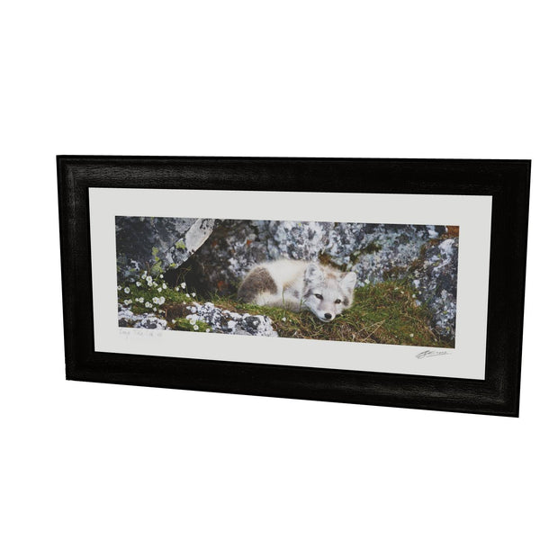 Arctic Fox Cub V, Svalbard
