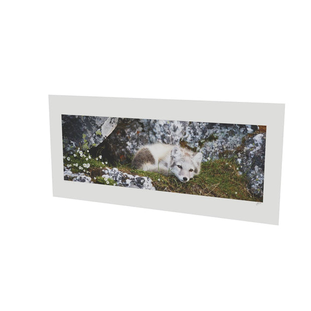 Arctic Fox Cub V, Svalbard