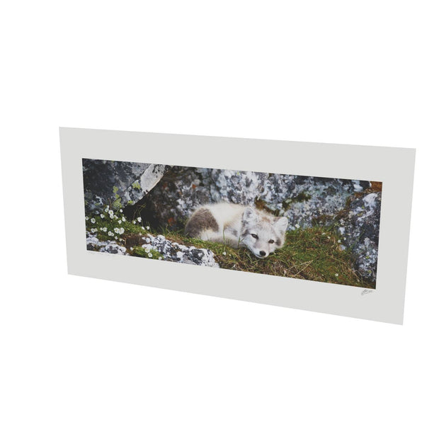Arctic Fox Cub V, Svalbard