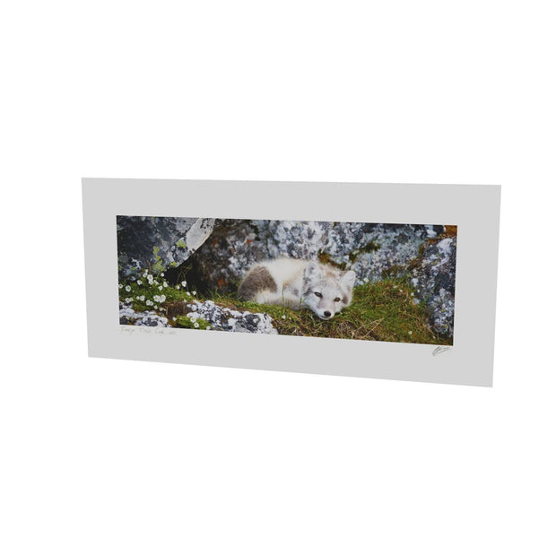 Arctic Fox Cub V, Svalbard