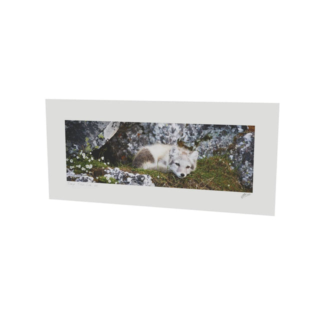 Arctic Fox Cub V, Svalbard