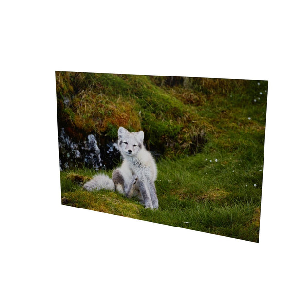 Arctic Fox Cub VI, Svalbard