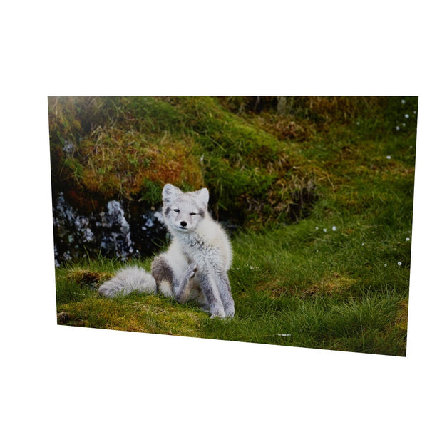 Arctic Fox Cub VI, Svalbard
