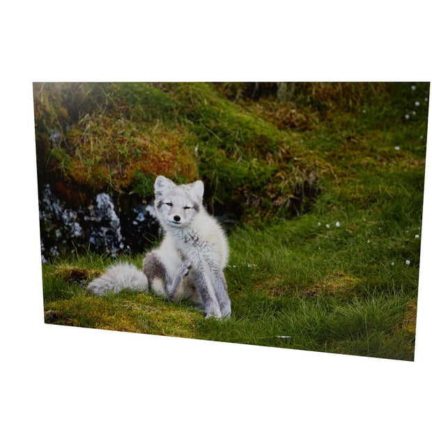 Arctic Fox Cub VI, Svalbard