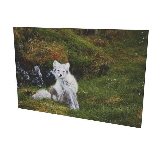 Arctic Fox Cub VI, Svalbard