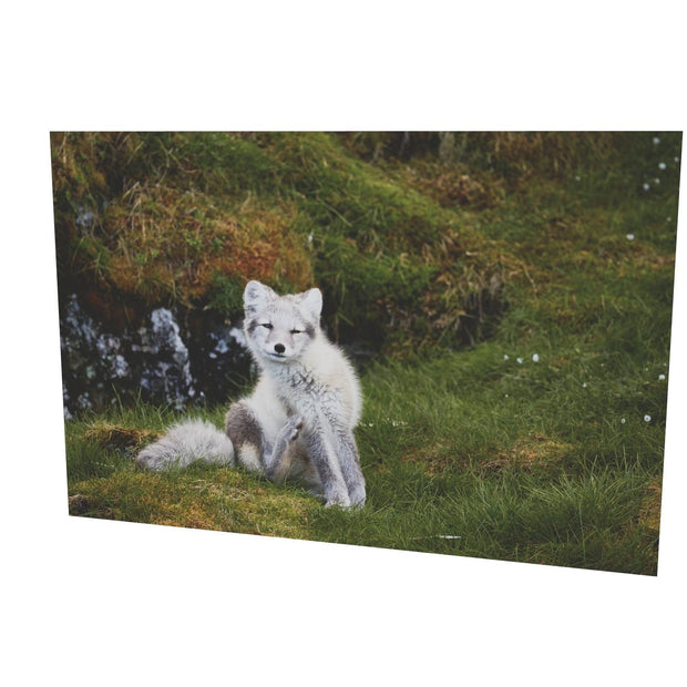 Arctic Fox Cub VI, Svalbard