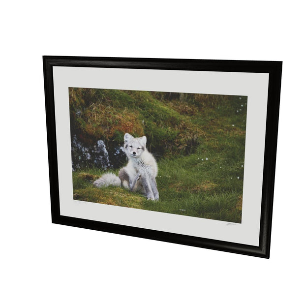 Arctic Fox Cub VI, Svalbard