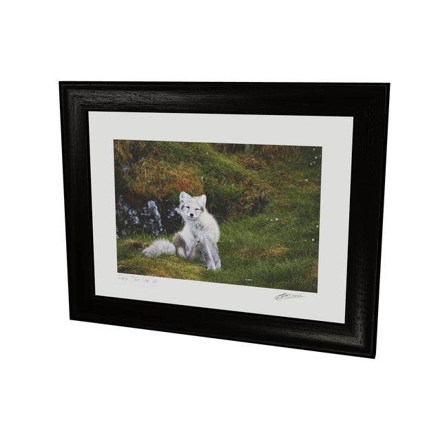 Arctic Fox Cub VI, Svalbard