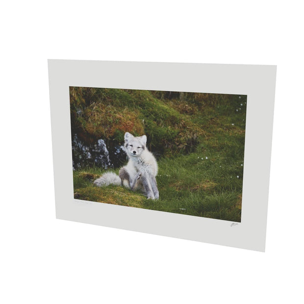 Arctic Fox Cub VI, Svalbard