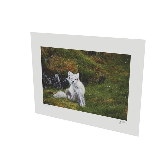 Arctic Fox Cub VI, Svalbard