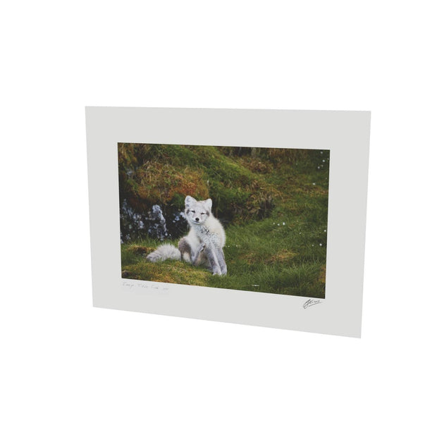 Arctic Fox Cub VI, Svalbard