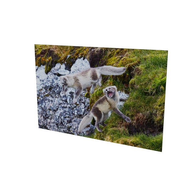 Arctic Fox Cubs at Play, Svalbard.