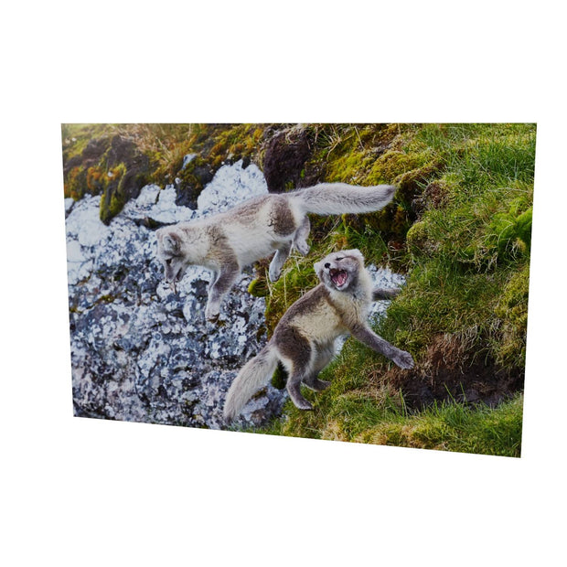Arctic Fox Cubs at Play, Svalbard.