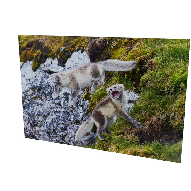 Arctic Fox Cubs at Play, Svalbard.