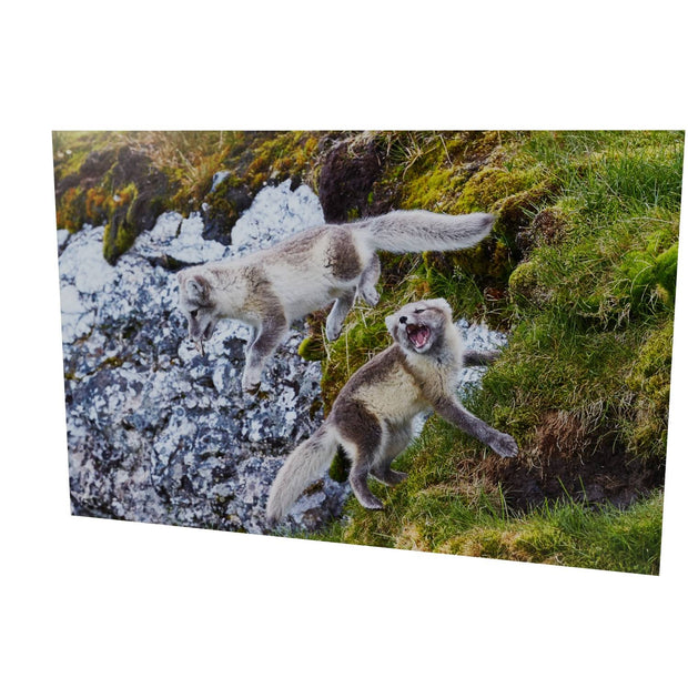 Arctic Fox Cubs at Play, Svalbard.
