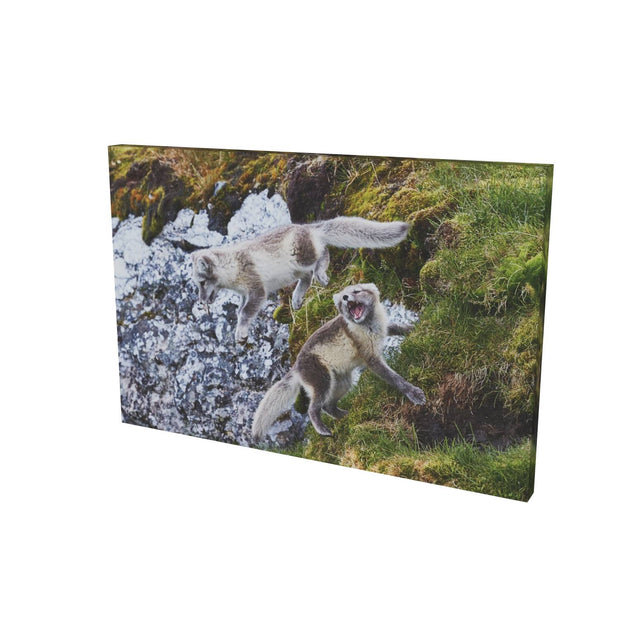 Arctic Fox Cubs at Play, Svalbard.