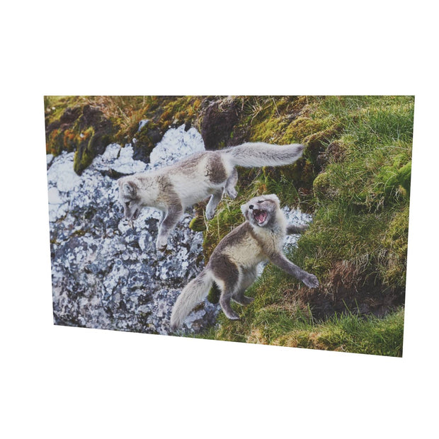 Arctic Fox Cubs at Play, Svalbard.