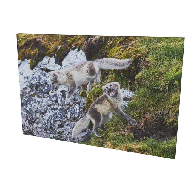 Arctic Fox Cubs at Play, Svalbard.