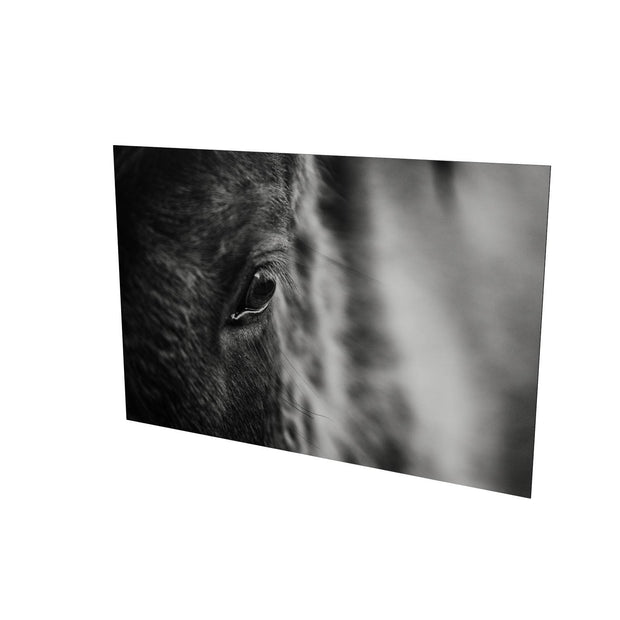 Icelandic Horse, Iceland