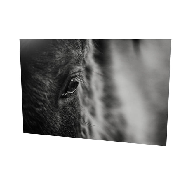 Icelandic Horse, Iceland