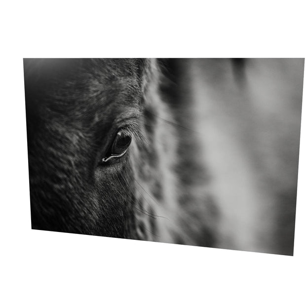 Icelandic Horse, Iceland