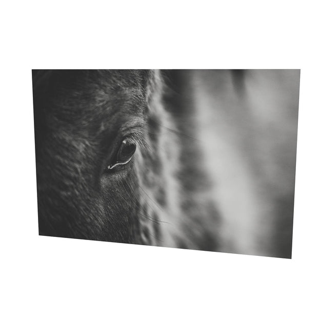 Icelandic Horse, Iceland