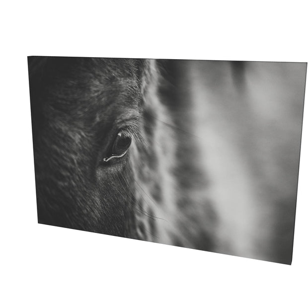 Icelandic Horse, Iceland
