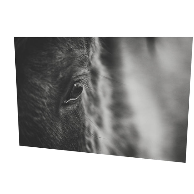 Icelandic Horse, Iceland