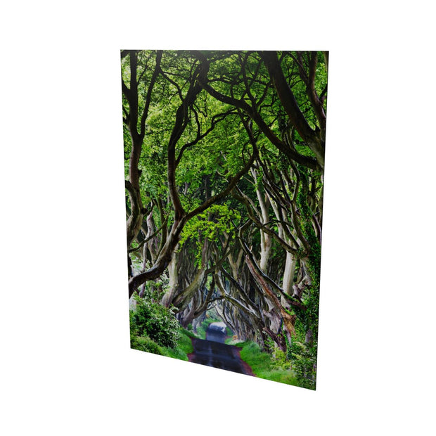 The Dark Hedges, Co. Antrim