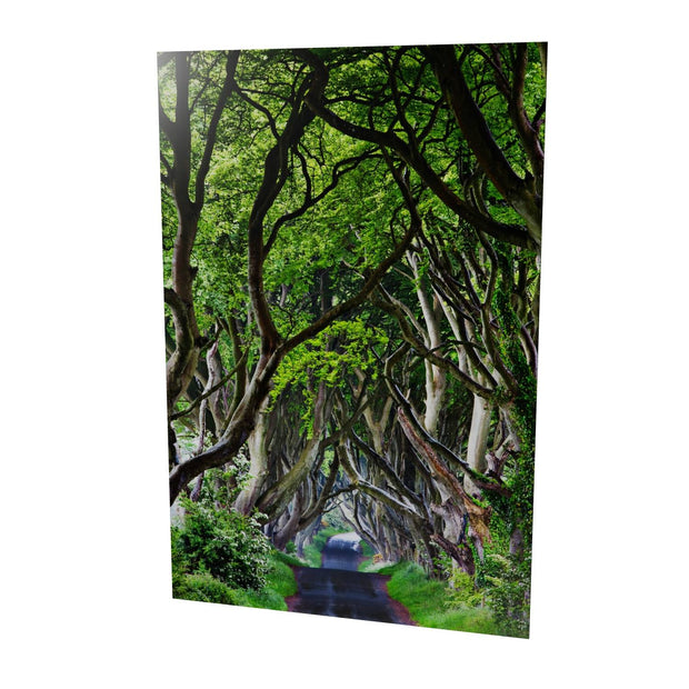The Dark Hedges, Co. Antrim