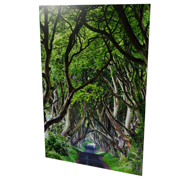 The Dark Hedges, Co. Antrim