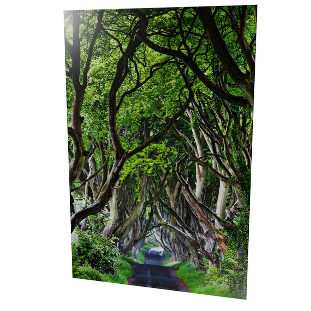 The Dark Hedges, Co. Antrim