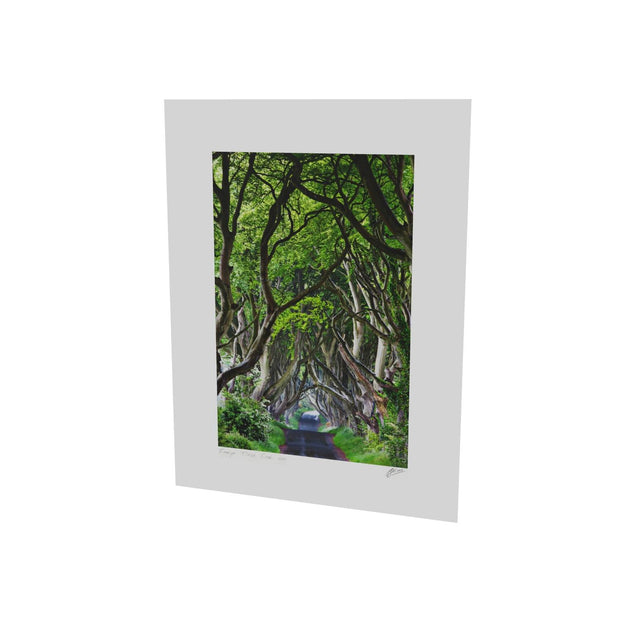 The Dark Hedges, Co. Antrim