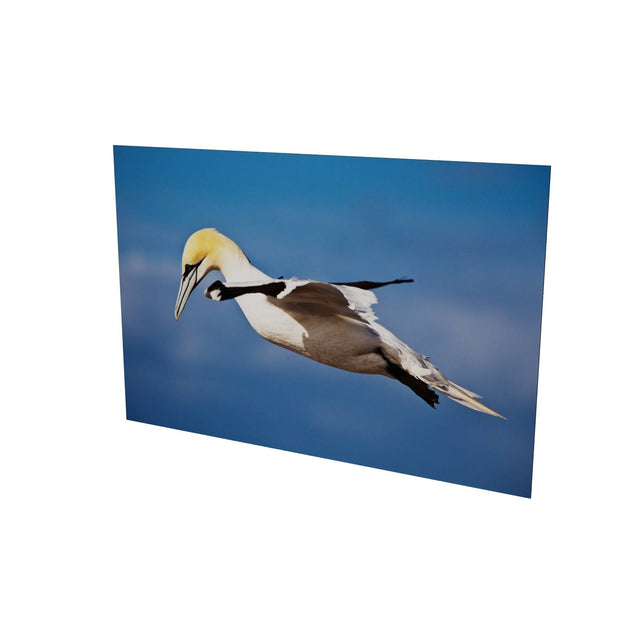 Gannet, Bull Rock, Co. Cork