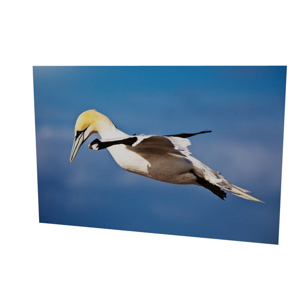 Gannet, Bull Rock, Co. Cork