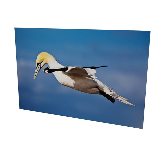 Gannet, Bull Rock, Co. Cork