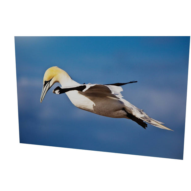 Gannet, Bull Rock, Co. Cork