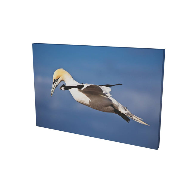 Gannet, Bull Rock, Co. Cork