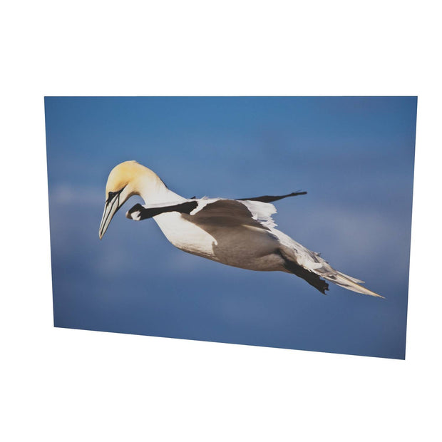 Gannet, Bull Rock, Co. Cork